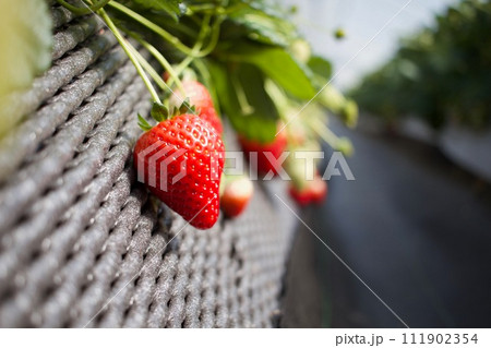 冬は楽しいそして美味しいいちご狩りへ 111902354