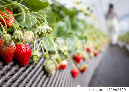 冬の果実の王様あまおうを食べ放題　日光のいちご狩り 111902359