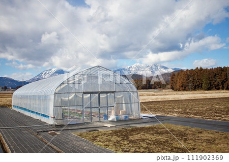 ビニールハウスの中で美味しいイチゴを育てる ビニールハウスの中で美味しいイチゴを育てる 111902369