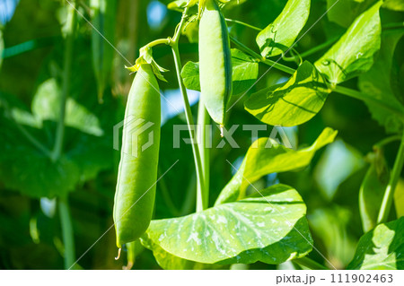 スナップエンドウ 111902463