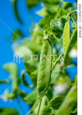 スナップエンドウ 111902469