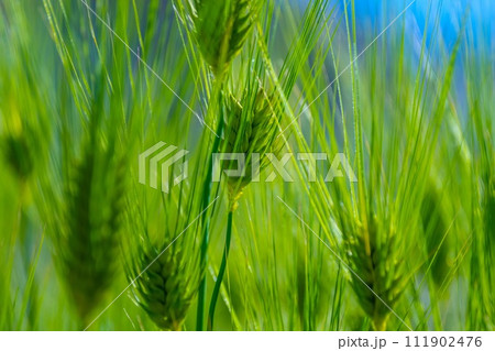 六条大麦 111902476