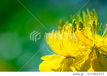 セイヨウキンシバイの花 111902517
