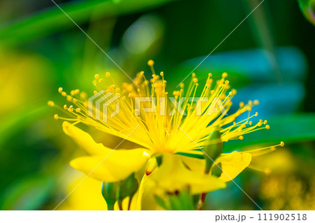 セイヨウキンシバイの花 セイヨウキンシバイの花 111902518