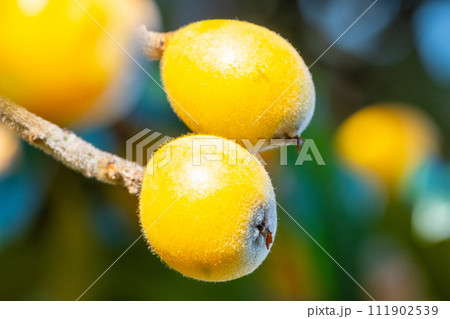 熟したビワの実 111902539