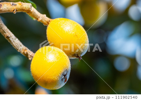 熟したビワの実 111902540