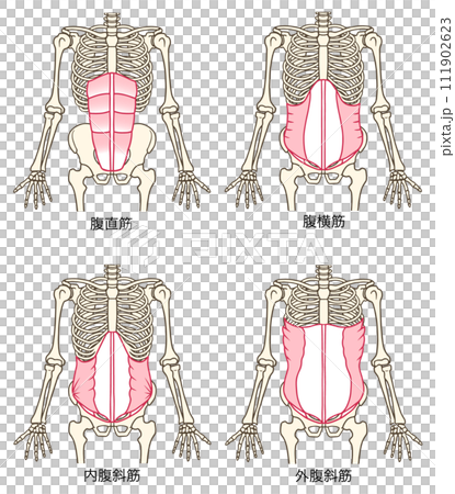腹肌群圖,腹直肌,腹橫肌,腹內斜肌,腹外斜肌 腹肌群圖,腹直肌,腹橫肌,腹內斜肌,腹外斜肌 111902623