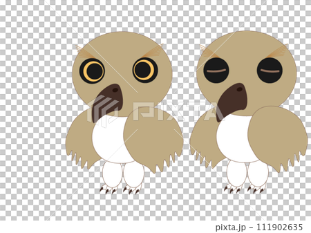 不是貓頭鷹,而是角鴞 不是貓頭鷹,而是角鴞 111902635