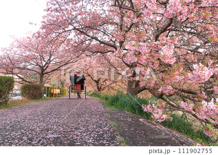 満開の桜並木のトンネルを走り抜ける人力車 満開の桜並木のトンネルを走り抜ける人力車 111902755