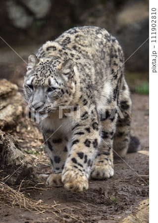 獲物を狙うユキヒョウ 111902810