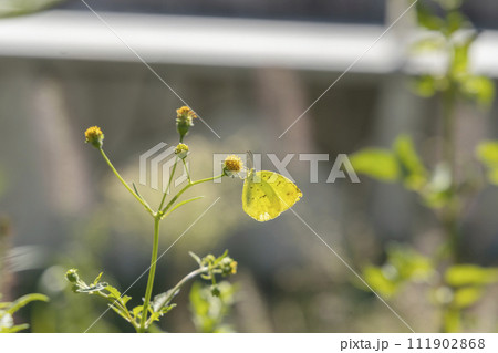 十月の昆虫、キタキチョウの居る風景-7 111902868