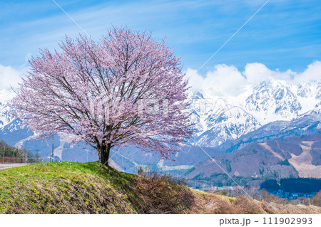 野平の一本桜 野平の一本桜 111902993