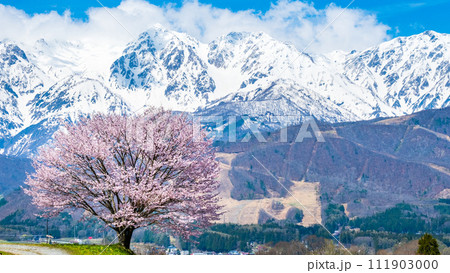 野平の一本桜 野平の一本桜 111903000