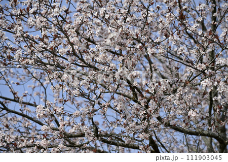 桜　満開 111903045