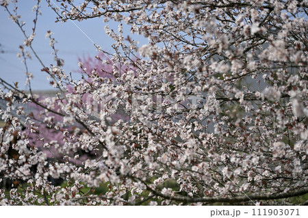 桜 満開 桜 満開 111903071