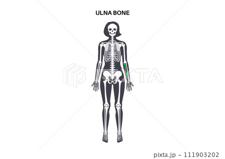 Ulna bone anatomy Ulna bone anatomy 111903202