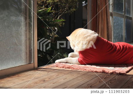 縁側で番犬 1 縁側で番犬 1 111903203