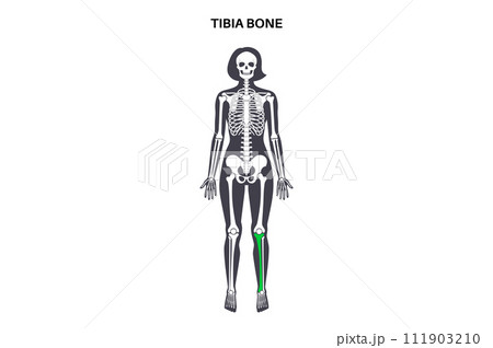 Tibia bone anatomy 111903210