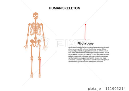 Fibula bone anatomy Fibula bone anatomy 111903214