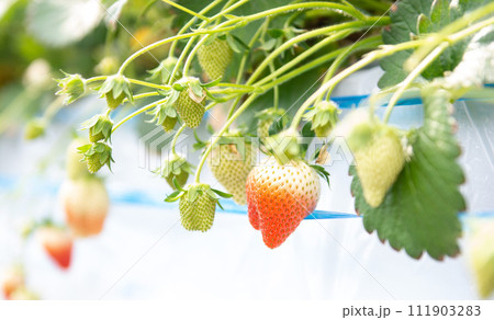 苺　群馬県産やよいひめ 111903283