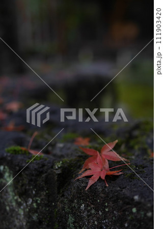 苔と樹木とはぐれたもみじ 苔と樹木とはぐれたもみじ 111903420