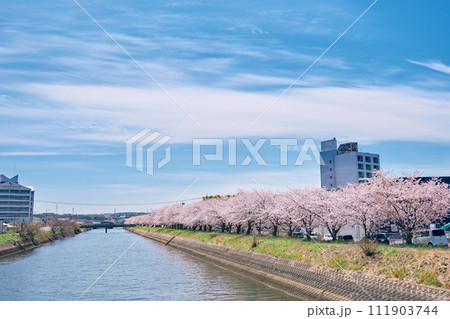 大分市原川沿いに咲く満開の桜 大分市原川沿いに咲く満開の桜 111903744
