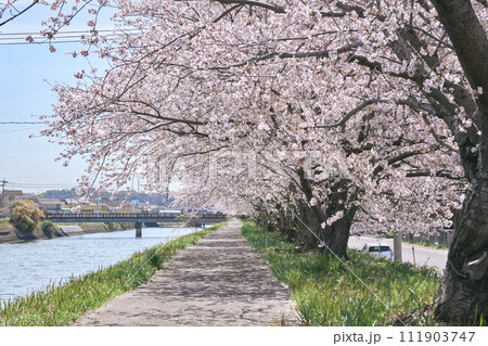 大分市原川沿いに咲く満開の桜 111903747
