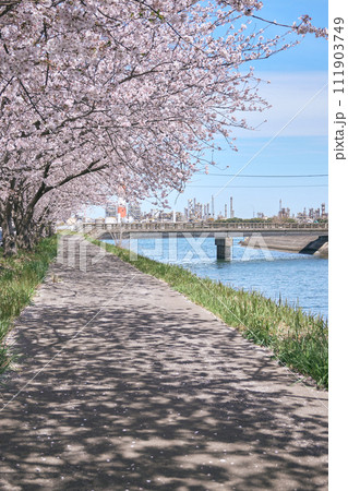 大分市原川沿いに咲く満開の桜 111903749