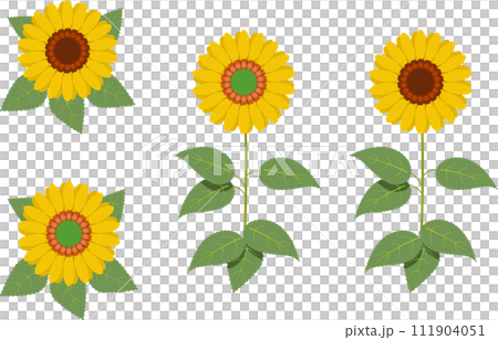 Two types of sunflowers seen from above and from the front Two types of sunflowers seen from above and from the front 111904051