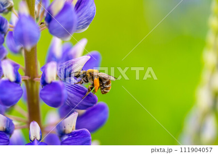 鮮やかなルピナスと働くハナバチ~春の花畑~ 鮮やかなルピナスと働くハナバチ~春の花畑~ 111904057
