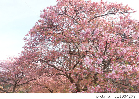 満開の桜と青い空 満開の桜と青い空 111904278