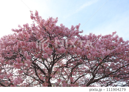 青空に映える満開の河津桜 111904279
