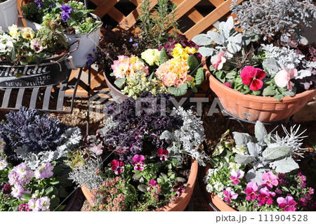 花の寄せ植え&寄せ鉢 花の寄せ植え&寄せ鉢 111904528