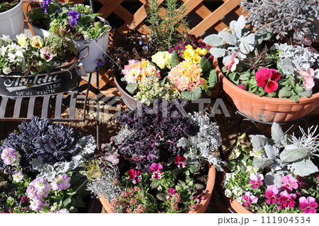 花の寄せ植え＆寄せ鉢 111904534