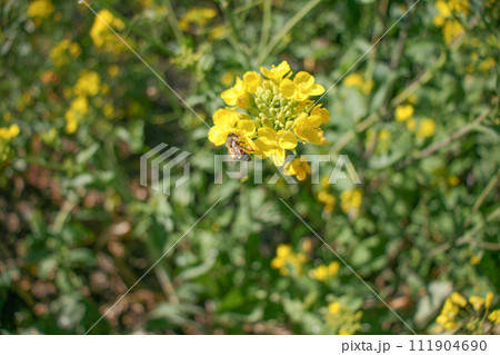 春の菜の花と蜜蜂 春の菜の花と蜜蜂 111904690