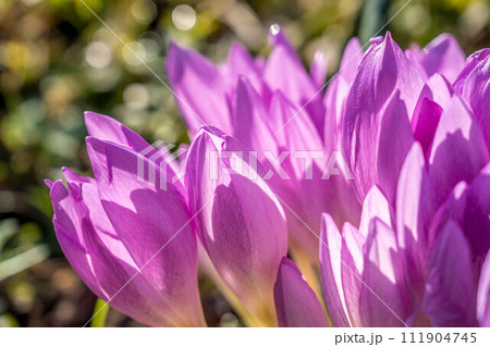 秋の朝日に輝く可愛いイヌサフランの花 111904745