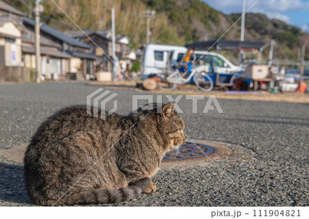 福岡県新宮町・猫の島（相島）の野良猫 111904821