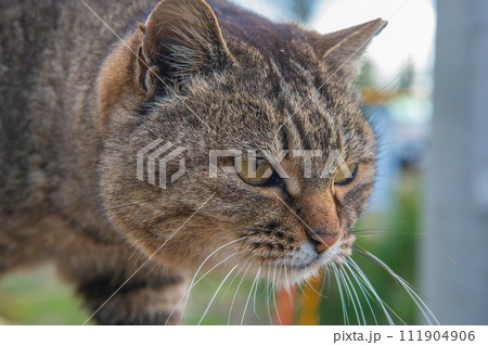 福岡県新宮町・猫の島(相島)の野良猫 福岡県新宮町・猫の島(相島)の野良猫 111904906