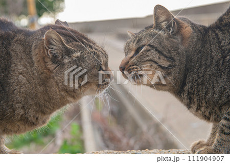 福岡県新宮町・猫の島(相島)の野良猫 福岡県新宮町・猫の島(相島)の野良猫 111904907