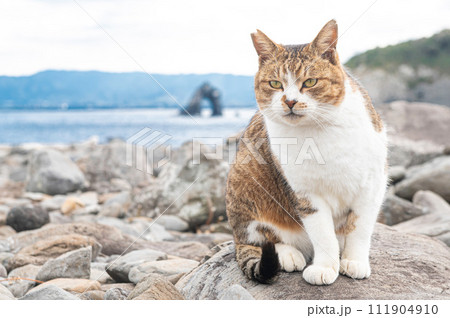 福岡県新宮町・猫の島（相島）の野良猫 111904910