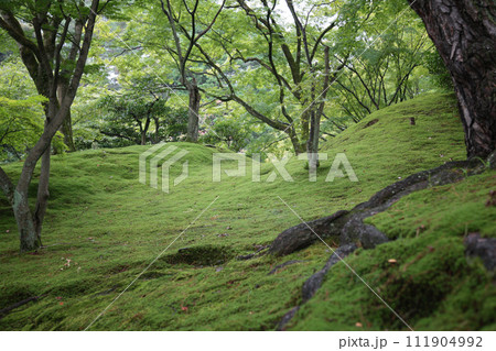 日本の庭園風景 111904992