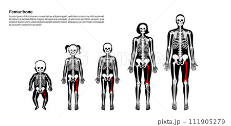 Femur bone anatomy 111905279
