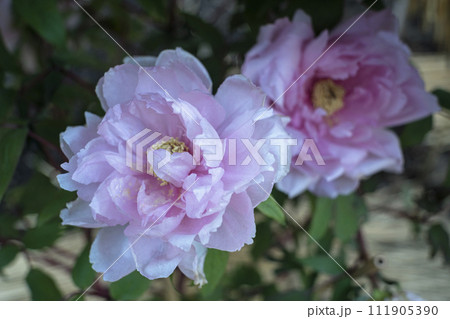 ピンクの牡丹の花 ピンクの牡丹の花 111905390