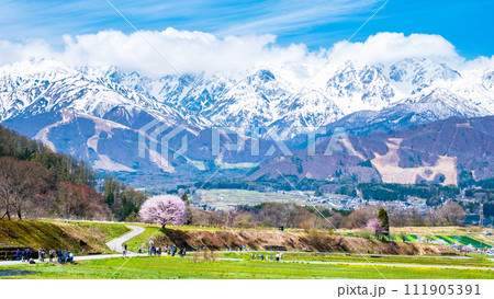 野平の一本桜と北アルプスの山並み 野平の一本桜と北アルプスの山並み 111905391