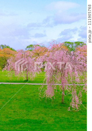 爽やかな新緑と満開の枝垂桜 爽やかな新緑と満開の枝垂桜 111905768