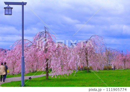 新緑の芝生広場とピンクの桜並木 新緑の芝生広場とピンクの桜並木 111905774