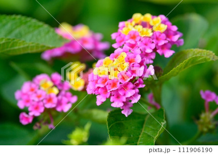 ランタナの花 111906190