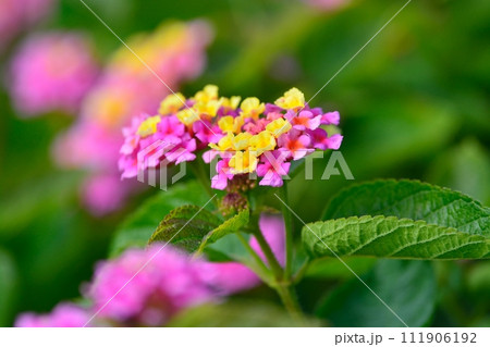 ランタナの花 111906192