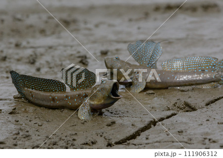 繁殖期のムツゴロウ 111906312