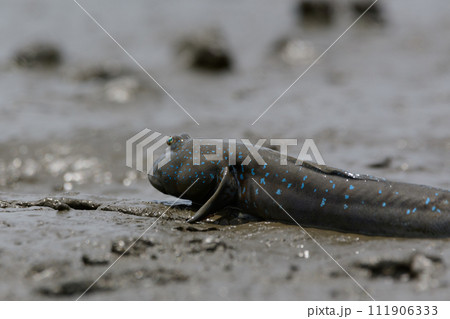 ムツゴロウ 111906333